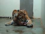 (145'786) - Tigerftterung im ZOO von Servion am 16. Juli 2013