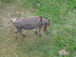 (181'591) - Esel im Jurapark am 25. Juni 2017 in Vallorbe
