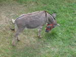 (181'592) - Esel im Jurapark am 25. Juni 2017 in Vallorbe