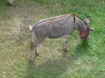 (181'593) - Esel im Jurapark am 25. Juni 2017 in Vallorbe