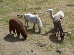 (181'594) - Lamas, Pony und Esel im Jurapark am 25. Juni 2017 in Vallorbe