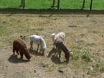 (181'595) - Lamas, Pony und Esel im Jurapark am 25.
