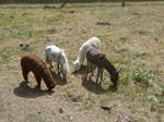 (181'596) - Lamas, Pony und Esel im Jurapark am 25.