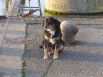 Hunde/405507/156885---gwundriger-hund-im-hafen (156'885) - Gwundriger Hund im Hafen von Zoutkamp am 19. November 2014