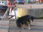 (156'886) - Gwundriger Hund im Hafen von Zoutkamp am 19. November 2014