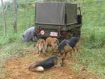 (211'596) - Vier Hunde mit Steyr-Puch - CL 290'139 - am 18. November in Rio Jsus