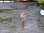 Hunde/683796/211402---hund-am-16-november (211'402) - Hund am 16. November 2019 in Nuevo Arenal, Los Hroes