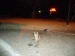 (130'485) - Halbwilde Katzen auf einer Autobahnraststtte in Frankreich am 14.