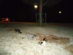 (130'487) - Halbwilde Katzen auf einer Autobahnraststtte in Frankreich am 14.