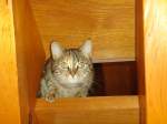 (131'701) - Eine gwundrige Katze auf der Treppe am 26.