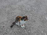 Katzen/529019/175993---eine-zutrauliche-katze-am (175'993) - Eine zutrauliche Katze am 19. Oktober 2016 in Pertisau