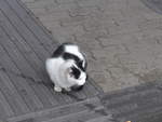 Katzen/641011/199430---eine-katze-am-14 (199'430) - Eine Katze am 14. September 2018 beim Bahnhof Sd in Salzburg