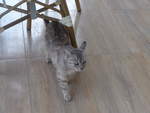 Katzen/667411/207178---eine-katze-am-4 (207'178) - Eine Katze am 4. Juli 2019 in Gabrovo