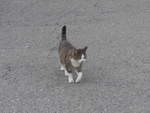 Katzen/676647/209530---katze-am-9-september (209'530) - Katze am 9. September 2019 auf dem Col des Mosses
