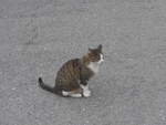 Katzen/676648/209531---katze-am-9-september (209'531) - Katze am 9. September 2019 auf dem Col des Mosses