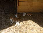 Katzen/701605/217346---katzenmutter-mit-ihren-vier (217'346) - Katzenmutter mit ihren vier Jungen am 25. Mai 2020 in Allmendingen