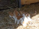 Katzen/701608/217349---katzenmutter-mit-ihren-vier (217'349) - Katzenmutter mit ihren vier Jungen am 25. Mai 2020 in Allmendingen