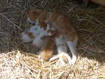 Katzen/701706/217352---katzenmutter-mit-ihren-vier (217'352) - Katzenmutter mit ihren vier Jungen am 25. Mai 2020 in Allmendingen