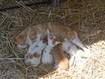 Katzen/701707/217353---katzenmutter-mit-ihren-vier (217'353) - Katzenmutter mit ihren vier Jungen am 25. Mai 2020 in Allmendingen
