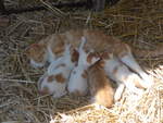 (217'354) - Katzenmutter mit ihren vier Jungen am 25. Mai 2020 in Allmendingen