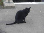 Katzen/717302/221756---katze-am-11-oktober (221'756) - Katze am 11. Oktober 2020 beim Bahnhof Blach