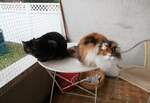 (258'017) - Kater Shaggy und Katze Nymeria am 29.
