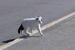 (273'791) - Katze am 10.