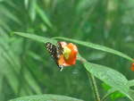 (211'510) - Schmetterling im Danaus am 17.