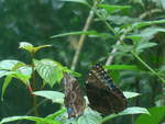 (211'514) - Schmetterlinge im Danaus am 17.