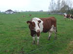 Kuhe/551102/179311---eine-kuh-am-2 (179'311) - Eine Kuh am 2. April 2017 in Vendlincourt