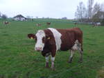 Kuhe/551103/179312---eine-kuh-am-2 (179'312) - Eine Kuh am 2. April 2017 in Vendlincourt
