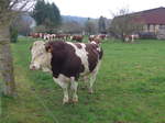 (179'317) - Ein Stier am 2. April 2017 in Vendlincourt