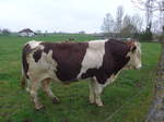 Kuhe/551633/179318---ein-stier-am-2 (179'318) - Ein Stier am 2. April 2017 in Vendlincourt