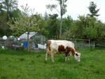 (250'408) - Kuh am 25. Mai 2023 in Oberbtschel, Btschelegg