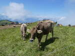 (264'966) - Rinder am 23. August 2024 auf der Rigi