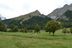 (280'482) - Ahorne und Khe am 17. September 2025 auf der Eng Alm in Eng