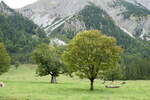 (280'484) - Ahorne und Khe am 17. September 2025 auf der Eng Alm in Eng
