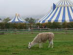 (268'641) - Lama am 26. Oktober 2024 in Kintzheim, Cigoland