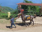 (212'033) - Zwei Pferde, bereit zum Ausreiten am 22. November 2019 in Catarina