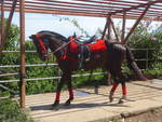 Pferde/685082/212045---pferd-wartet-auf-einen (212'045) - Pferd wartet auf einen Reiter am 22. November 2019 in Catarina