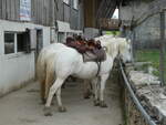 (228'686) - Pferde auf der Scheidegger-Ranch am 3.