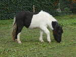 (256'418) - Pony am 26.