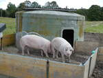 (228'661) - Schweine auf der Scheidegger-Ranch am 3. Oktober 2021 bei Tramelan