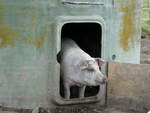 (228'664) - Schweine auf der Scheidegger-Ranch am 3.