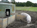 (228'665) - Schweine auf der Scheidegger-Ranch am 3. Oktober 2021 bei Tramelan