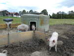 (228'669) - Schweine auf der Scheidegger-Ranch am 3. Oktober 2021 bei Tramelan