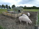 (228'671) - Schweine auf der Scheidegger-Ranch am 3. Oktober 2021 bei Tramelan