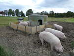 Schweine/754598/228673---schweine-auf-der-scheidegger-ranch (228'673) - Schweine auf der Scheidegger-Ranch am 3. Oktober 2021 bei Tramelan