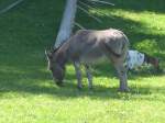 Ziegen/439025/161351---ein-esel-und-eine (161'351) - Ein Esel und eine Zwergziege am 28. Mai 2015 bei Vallorbe