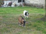 (228'654) - Ziegen auf der Scheidegger-Ranch am 3.